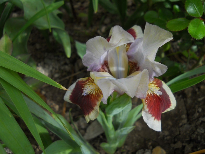 red heart - irisi 2014
