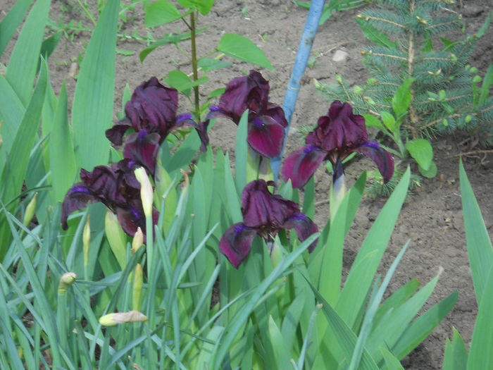 chery garden - irisi 2014