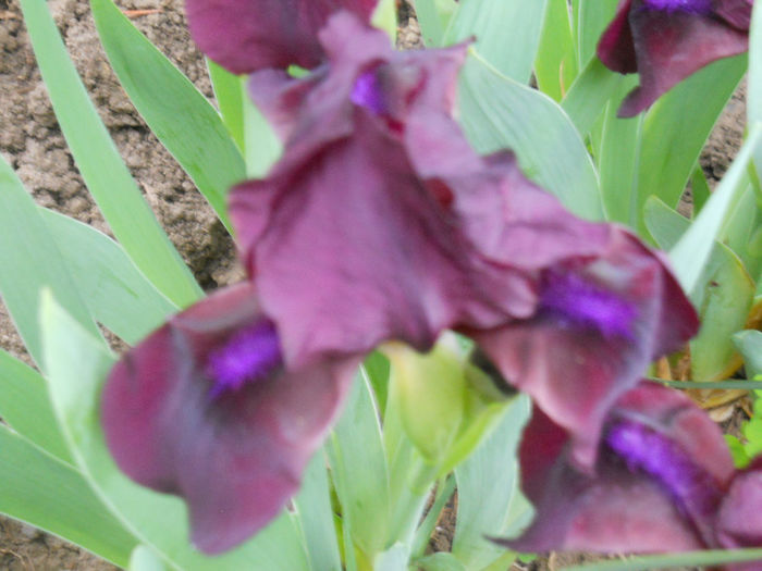 chery garden - irisi 2014