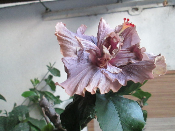 hibiscus - ziua de Paste 2014