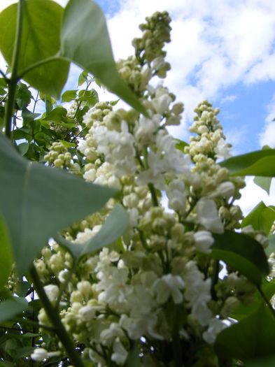 DSCF0299