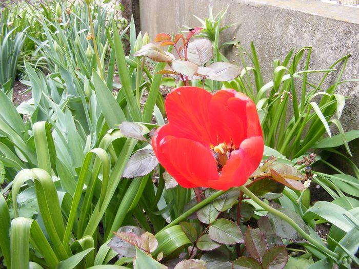 DSCF0298