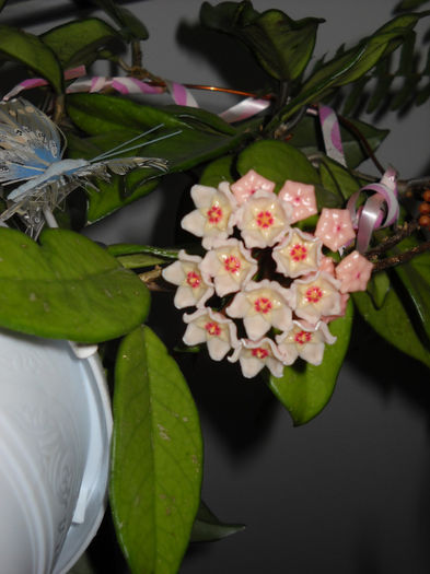 20 Aprilie.2014 -a 2 floare - Hoya