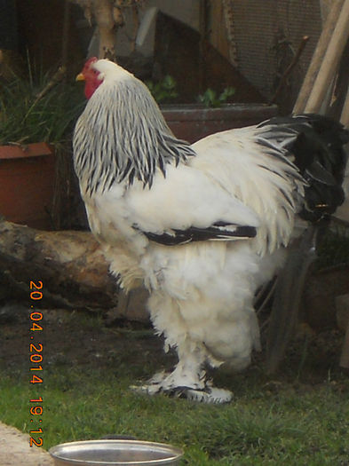 095 - gaini Brahma herminat deschis