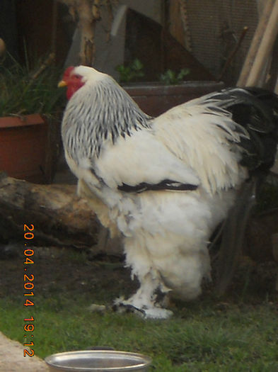 096 - gaini Brahma herminat deschis
