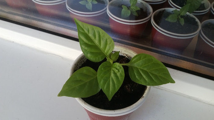 Bhut Jolokia Red - Bhut jolokia 2014