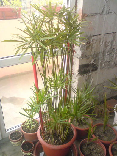 12 - Plante de balcon si camera - 2014