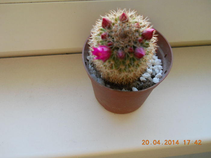 cactus - APRILIE 2014