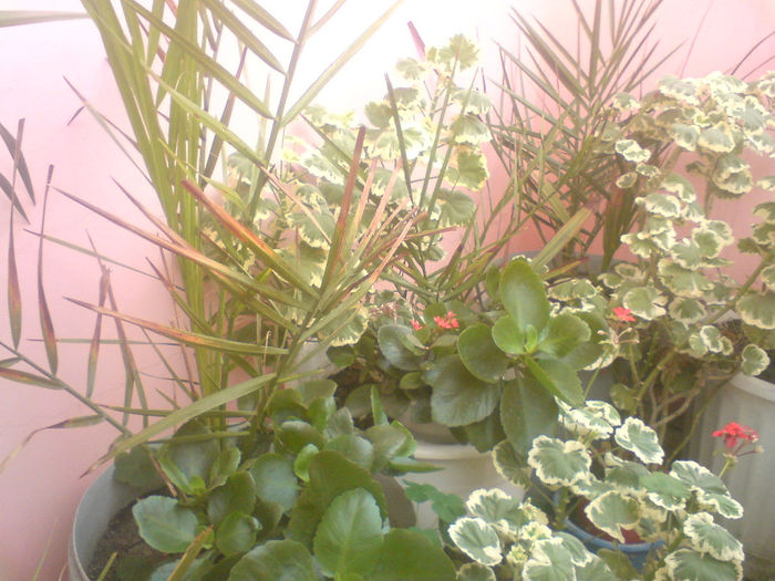 18 - Plante de balcon si camera - 2014