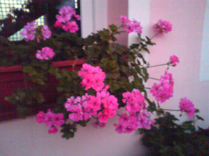 22 - Plante de balcon si camera - 2014