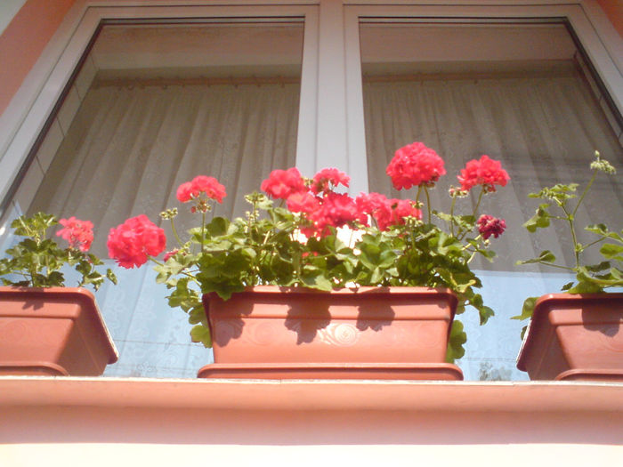 24 - Plante de balcon si camera - 2014