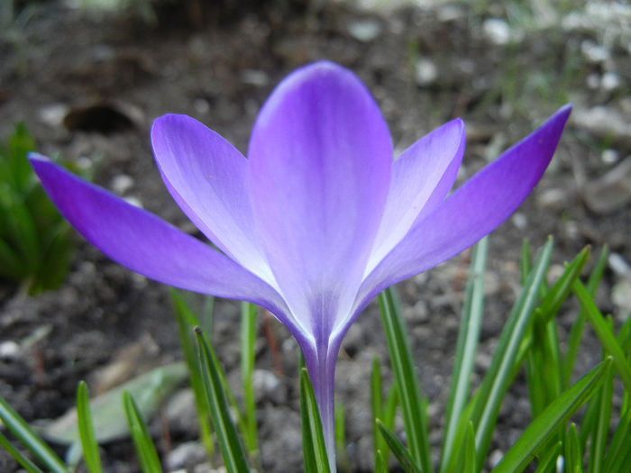 Crocus tommasinianus (2014, March 12) - CROCUS Tommasinianus