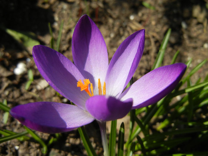 Crocus tommasinianus (2014, March 14) - CROCUS Tommasinianus