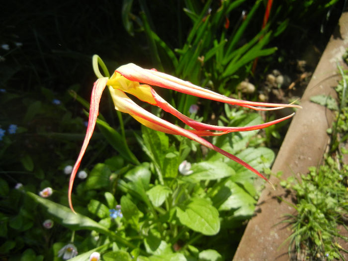 Tulipa Acuminata (2014, April 20) - Tulipa Acuminata