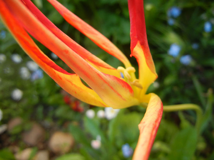 Tulipa Acuminata (2014, April 20) - Tulipa Acuminata