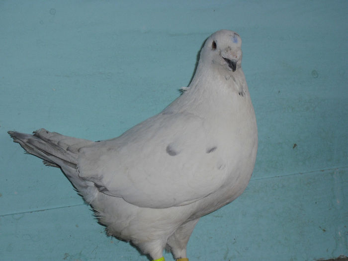 CIMG7189 - m---PORUMBEI VANDUTI