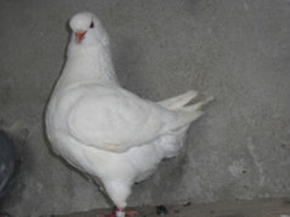 96634977_DJUZLEQ - m---PORUMBEI VANDUTI