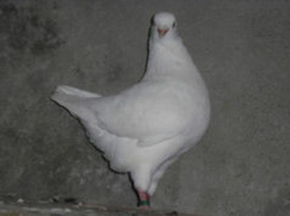 96646251_OHIXVQD - m---PORUMBEI VANDUTI