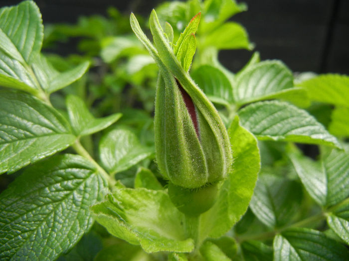 Rosa rugosa (2014, April 20)