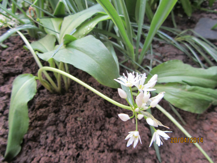 Leurda - Flori de gradina-2014 Primavara