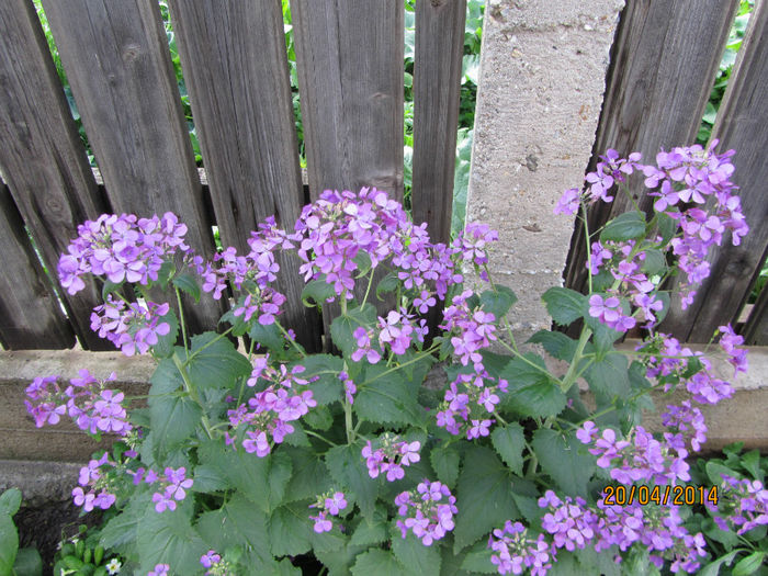 Lunaria