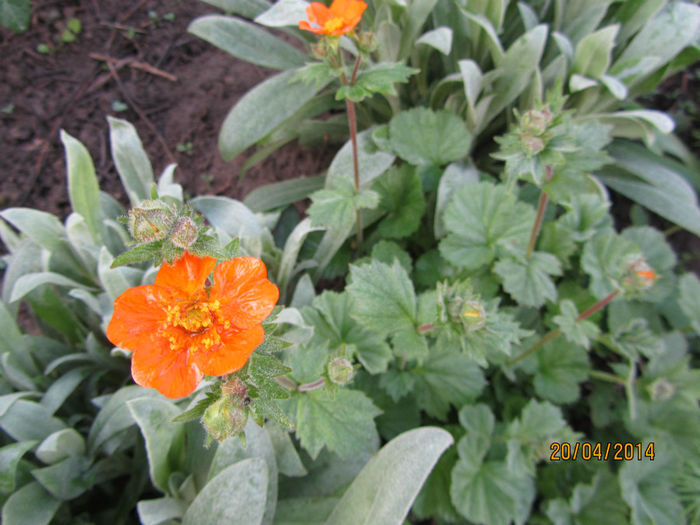 Geum Coccineum Borisi