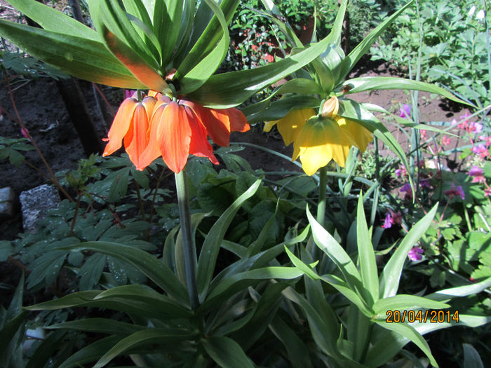 Fritillarii - Flori de gradina-2014 Primavara