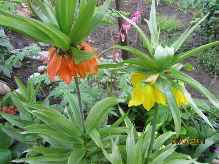 Fritillarii