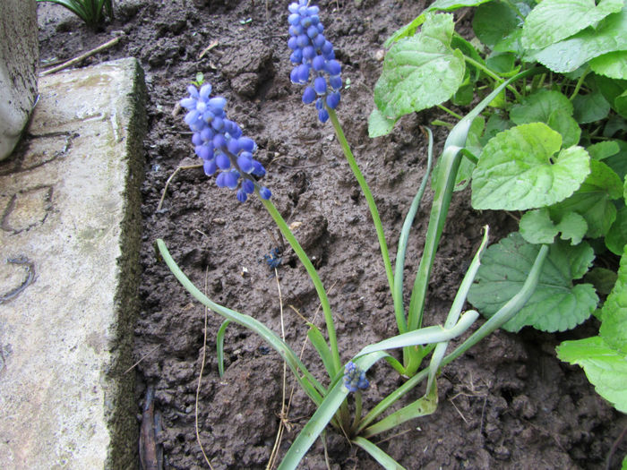 Muscari