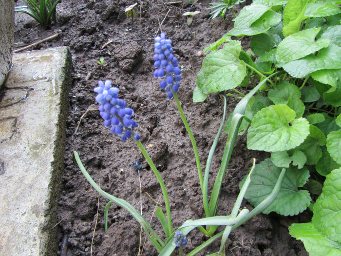 Muscari