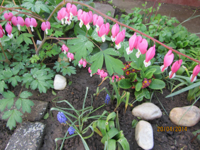 Dicentra Spectabilis