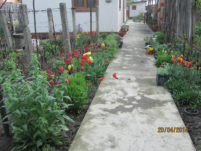 IMG_2479 - Flori de gradina-2014 Primavara