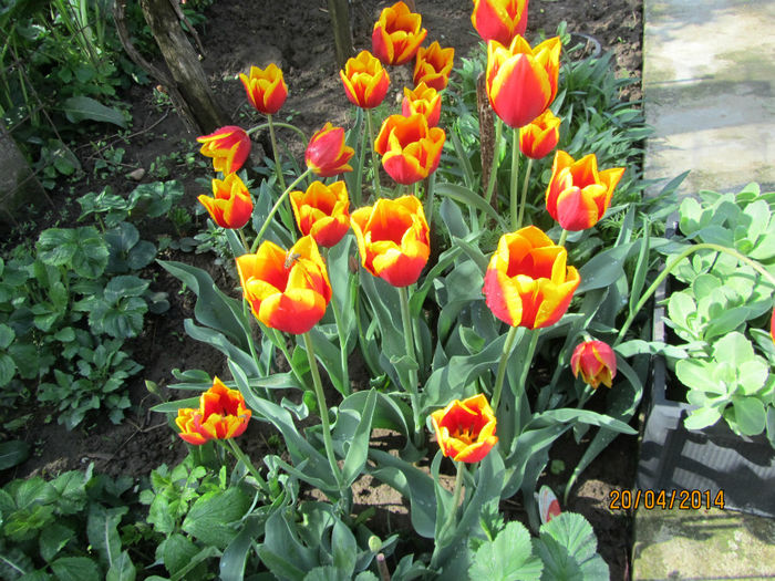 IMG_2507 - Flori de gradina-2014 Primavara