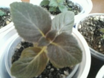 kohleria jardin de monet - Pepiniera mea