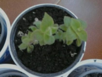 kohleria bibi - Pepiniera mea