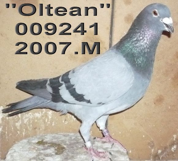 Fiu Piticu olteanu 009241-2007 M