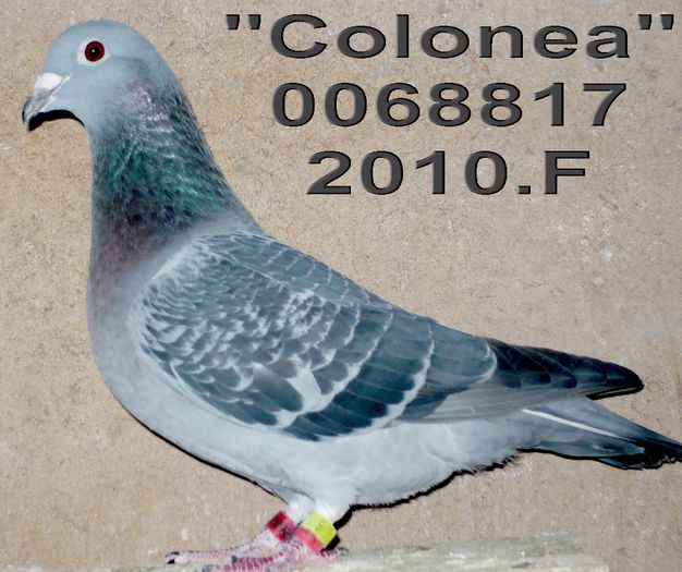 2010.0068817.F col - 1-Matca-2014