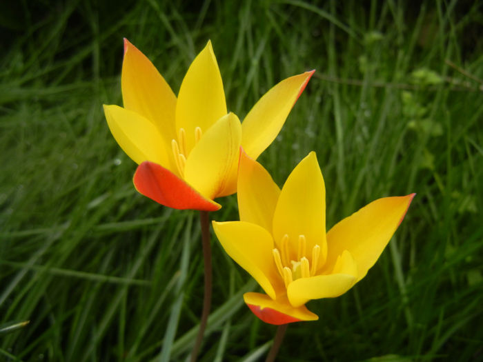 Tulipa clusiana Chrysantha (2014, Apr.19) - Tulipa Chrysantha