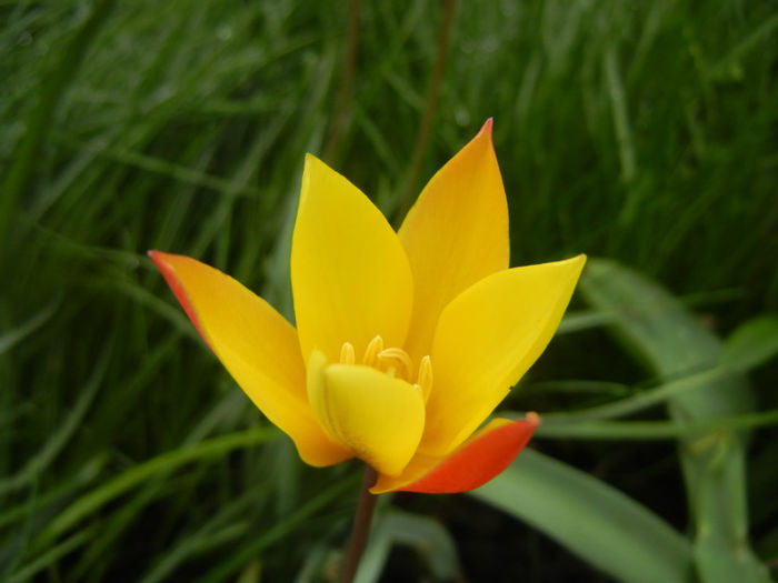 Tulipa clusiana Chrysantha (2014, Apr.19)