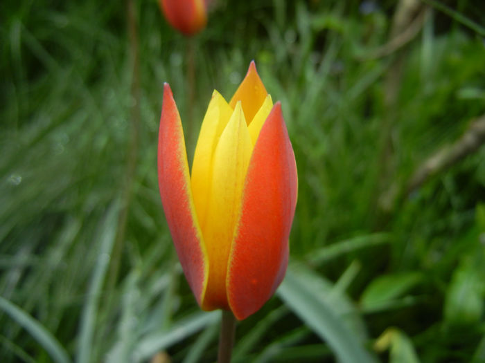 Tulipa clusiana Chrysantha (2014, Apr.20) - Tulipa Chrysantha