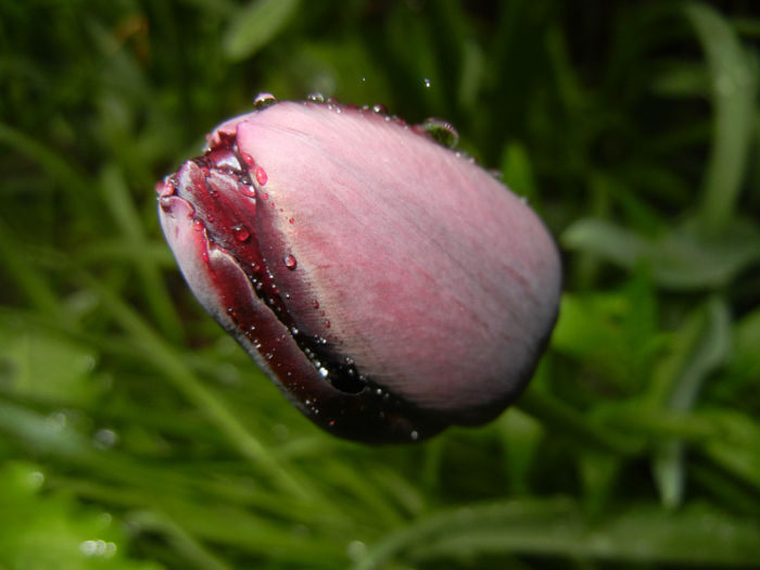 Tulipa Queen of Night (2014, April 18) Tulipa Queen of Night (2014, April 18)