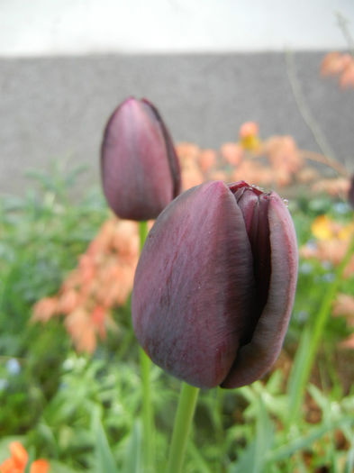 Tulipa Queen of Night (2014, April 20) Tulipa Queen of Night (2014, April 20)