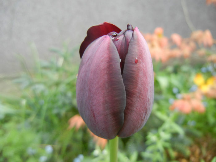 Tulipa Queen of Night (2014, April 20) Tulipa Queen of Night (2014, April 20)