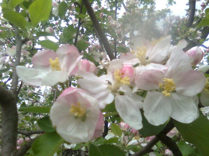 Flori de mar - Recunoasterea arborilor dupa flori