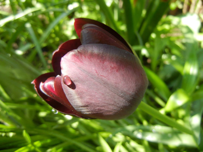 Tulipa Queen of Night (2014, April 20) Tulipa Queen of Night (2014, April 20)