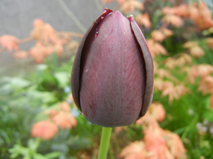 Tulipa Queen of Night (2014, April 20) Tulipa Queen of Night (2014, April 20)