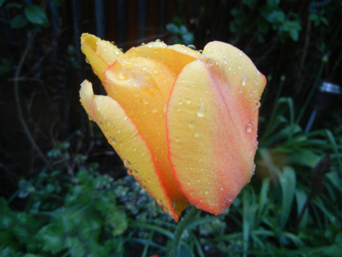 Tulipa Blushing Apeldoorn (2014, Apr.18)