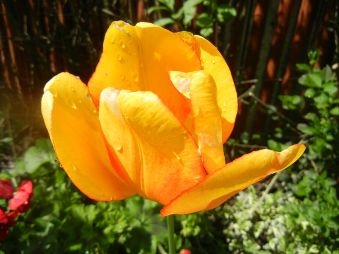 Tulipa Blushing Apeldoorn (2014, Apr.20)