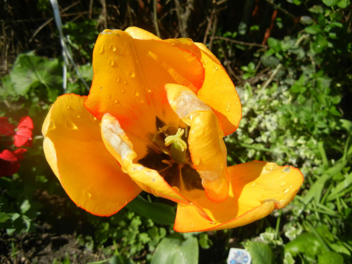 Tulipa Blushing Apeldoorn (2014, Apr.20)