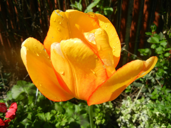 Tulipa Blushing Apeldoorn (2014, Apr.20) - Tulipa Blushing Apeldoorn